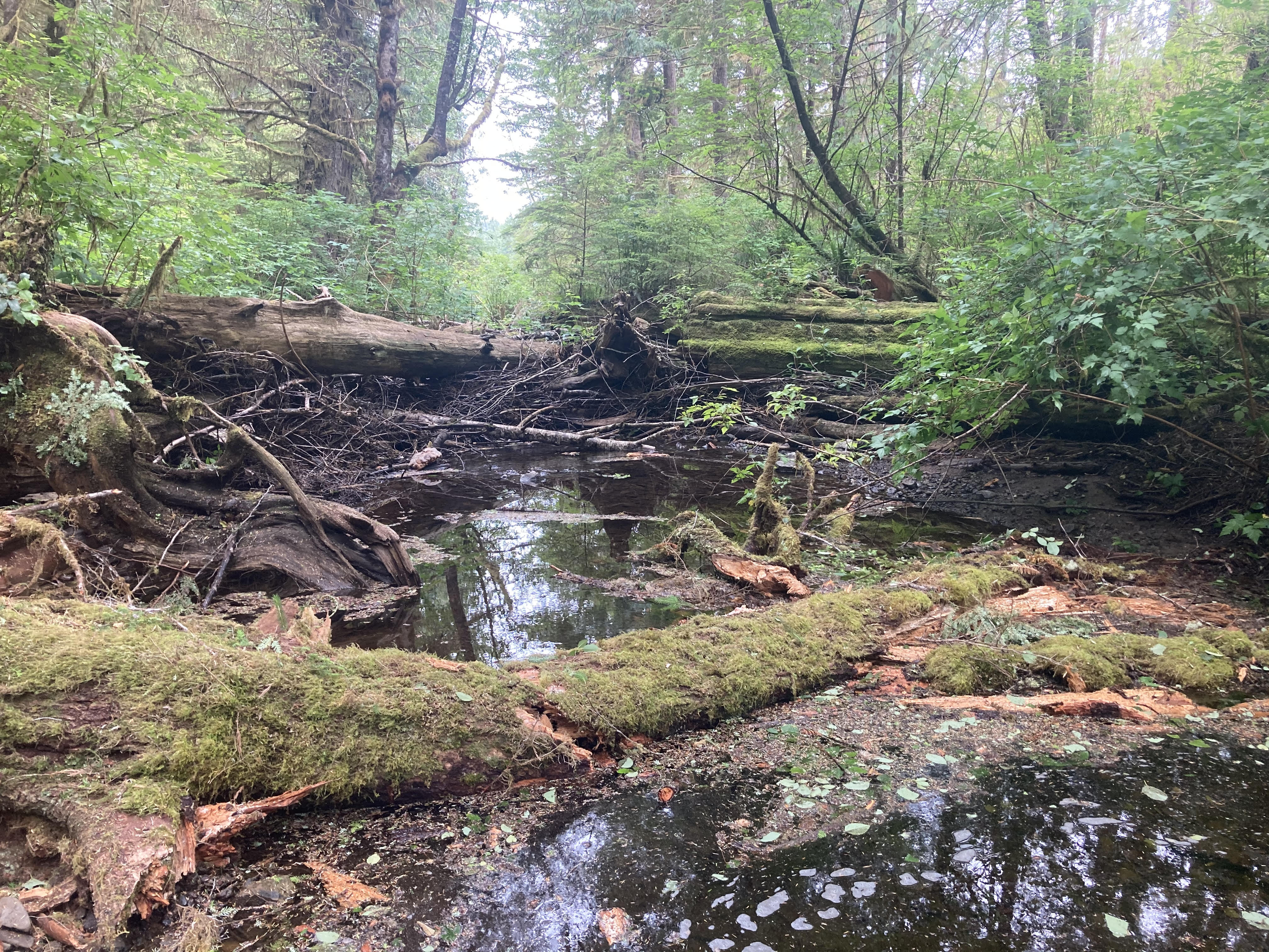 Anderson Creek before restoration