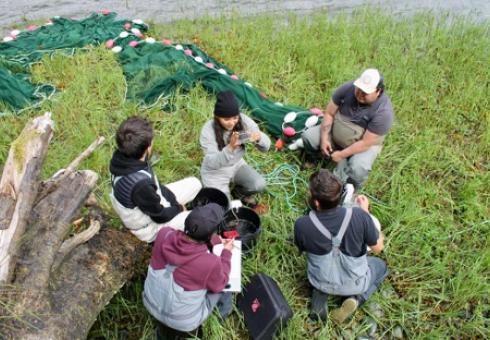 Ahousaht Guardians conducting sea lice surveys