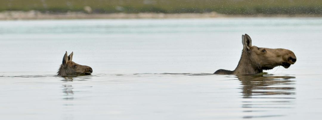 Moose swimming