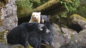 Guardians Implementing Coastal First Nations Ban on Trophy Hunting Thumbnail